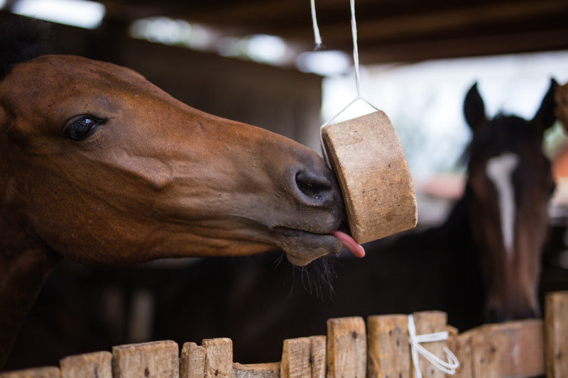files/Horse_mineral_92268d90-2b20-4c3d-9e4b-90802ed7886c.jpg files/Horse_mineral_92268d90-2b20-4c3d-9e4b-90802ed7886c.jpg