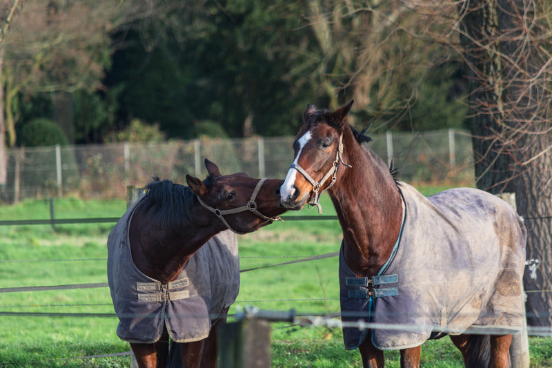 files/blanket_2_horses.jpg files/blanket_2_horses.jpg