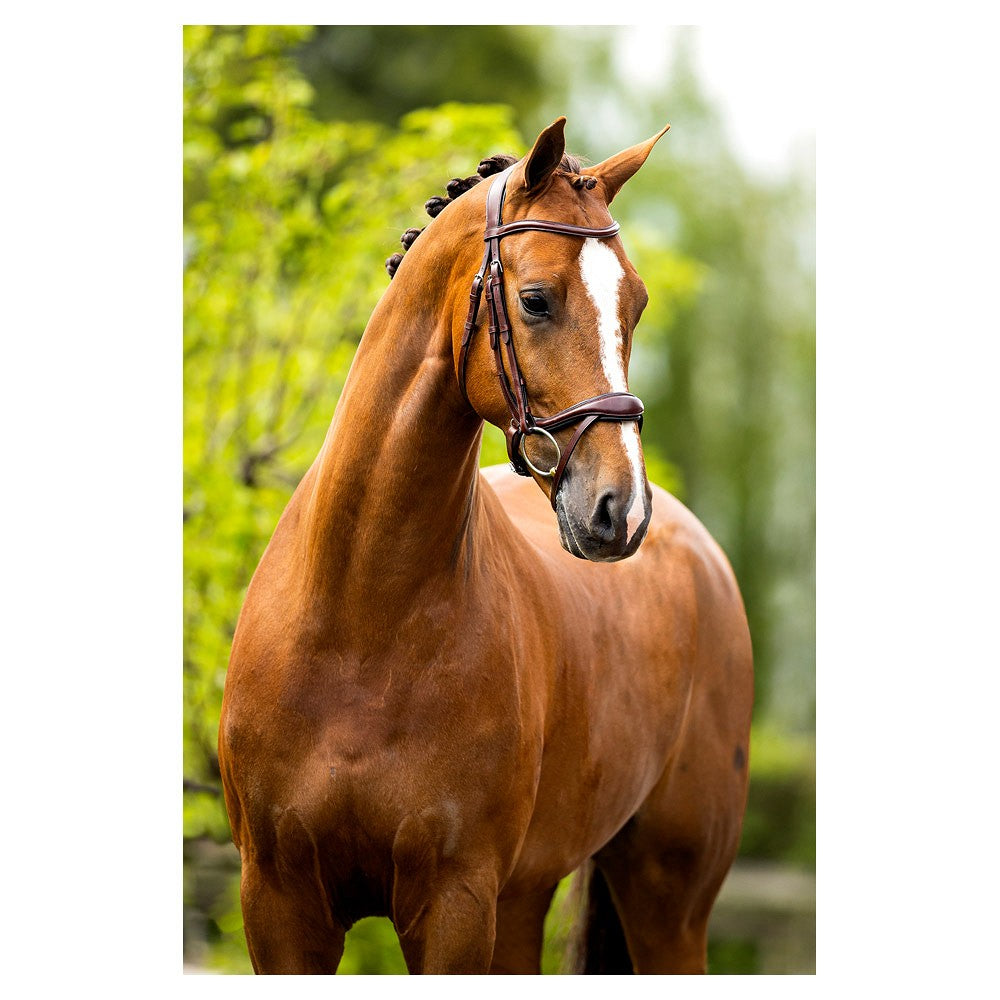 Bride de muserolle anatomique bride de cheval équestre originale cuir véritable Bride de muserolle anatomique bride de cheval équestre originale cuir véritable