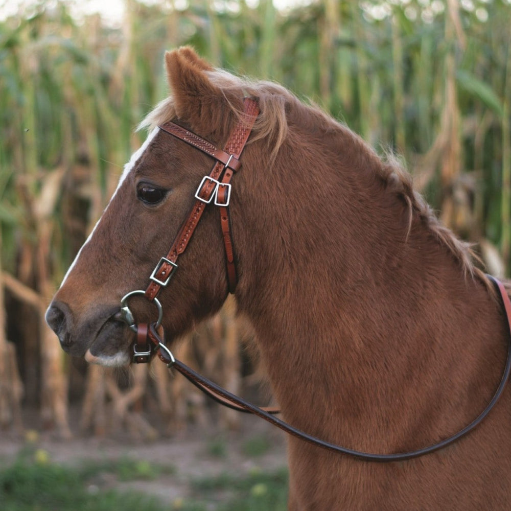 Bridon Techno Brun - 2 tailles - Sellerie L'Atelier du Cheval