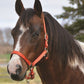 Licou COUNTRY LEGEND Shiny 292917 Cob - 7 Couleurs