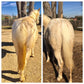Shampoing éclaircissant et revitalisant KNOTTY HORSE Huile d'Abricot 36oz
